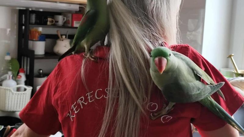 Kérlek, segíts nekem, mert eltűnt Tara, a kis papagájom! Nagyon hiányzik, és szeretném, ha minél előbb visszajönne. Ha bármilyen információd van róla, kérlek, oszd meg velem!