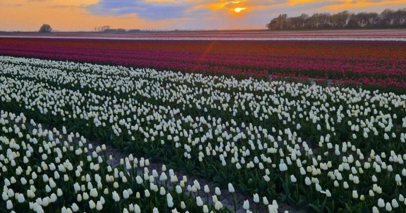 Kilencmillió gyönyörű tulipánt ültettek el a Wicked előadásának lenyűgöző díszletéhez, amelyet nem sokára élőben is megcsodálhatunk.