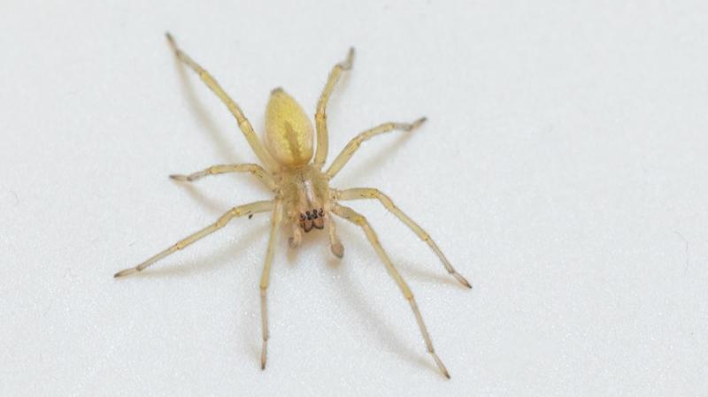 Hazánkban egy különösen veszélyes pókfaj jelent meg, melynek csípése súlyos bénulásokat idézhet elő. Fontos, hogy legyünk óvatosak, és figyeljünk a környezetünkre, mivel a találkozás vele komoly egészségügyi kockázatot jelenthet.