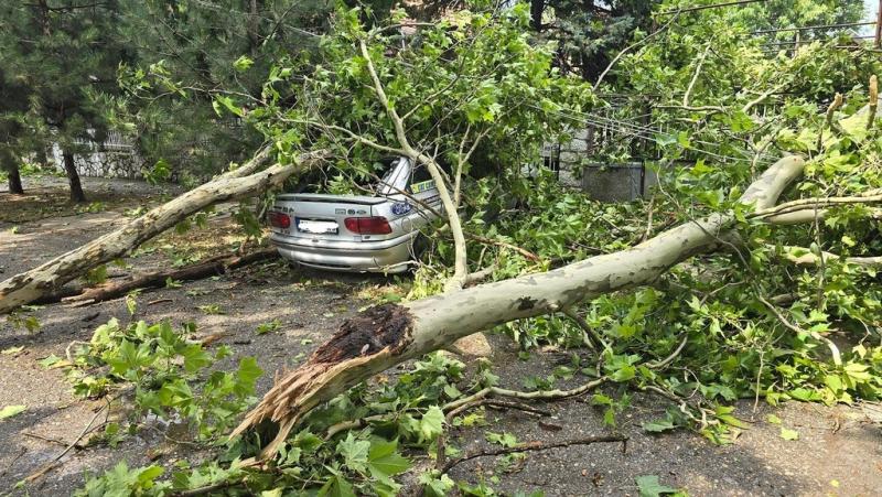 Szabadkán a vihar tombolása során számos fa dőlt ki, megrázva a város zöldövezeteit. A természeti csapás következtében több tucat fa veszett oda, ami nemcsak a tájképet változtatta meg, hanem a lakosok körében is aggodalmat keltett.