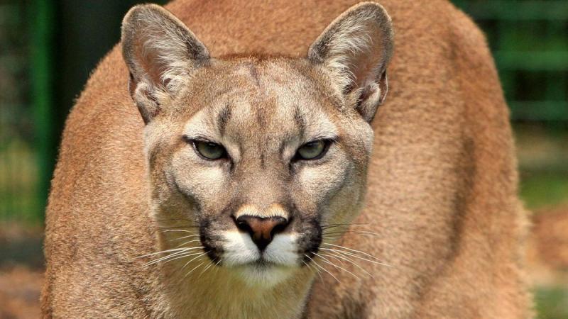 A puma belépett a házba, és a kutya nem állt ki a gazdája védelmére - Videó.