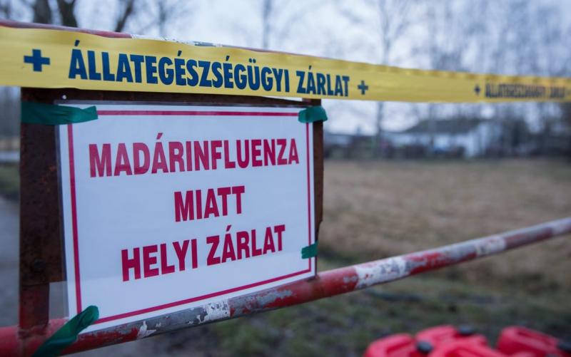 Az állam megkétszerezi a madárinfluenza következtében nyújtott támogatásokat.