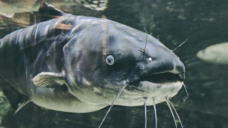 Igazán megdöbbentő, hogy milyen hatalmas halat sikerült kifogni Magyarország vizeitől! Te láttál már ilyen óriást a horgásztavak környékén? - Agro Napló