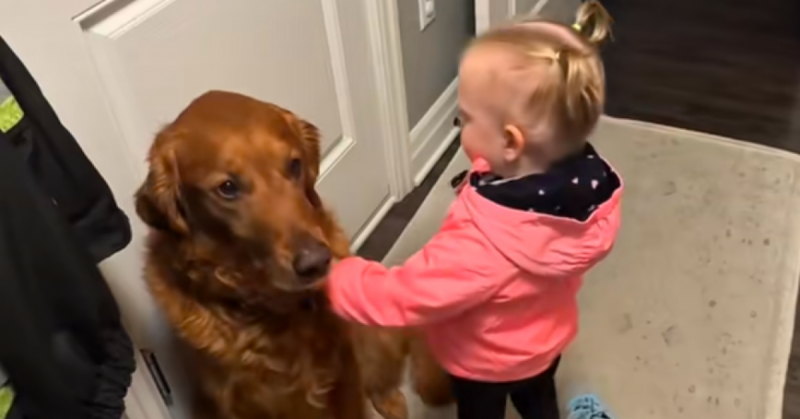 A kislány búcsút int a golden retrieverének, és ami ezután történik, az mindenkinek megmelengeti a szívét – egy igazán megható videó!
