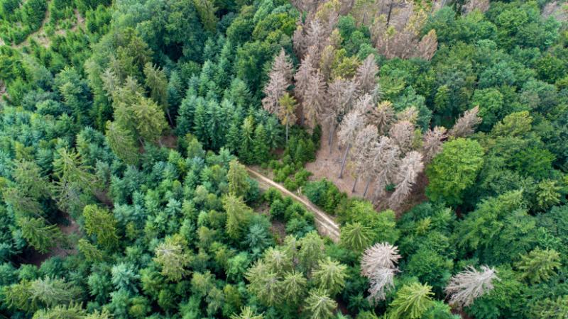 Eltűnt több ezer hektáros erdőterület a szomszédságunkban: vajon mi zajlik itt valójában? - Agrárszektor